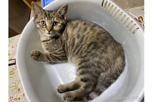 成約済の千葉県のマンチカン-68057の2枚目